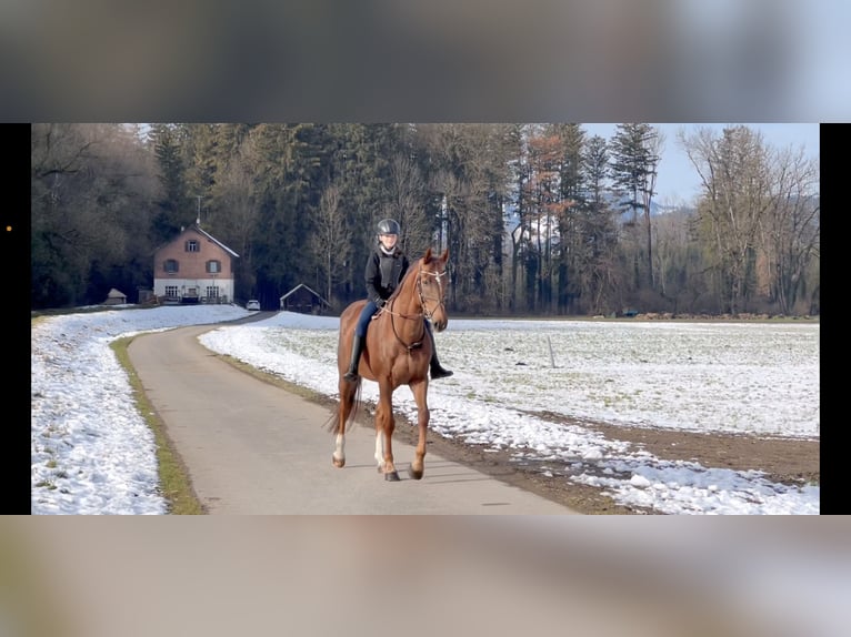 KWPN Gelding 6 years 16,1 hh Chestnut in Schlins