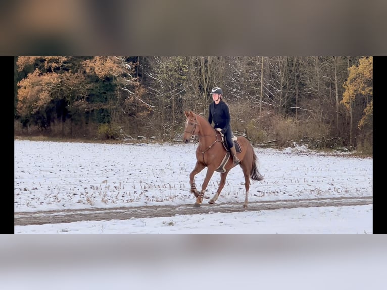 KWPN Gelding 6 years 16,1 hh Chestnut in Schlins