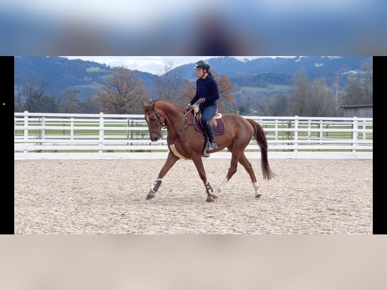 KWPN Gelding 6 years 16,1 hh Chestnut in Schlins