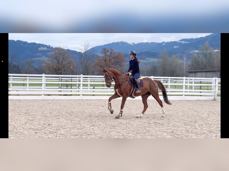 KWPN Gelding 6 years 16,1 hh Chestnut in Schlins