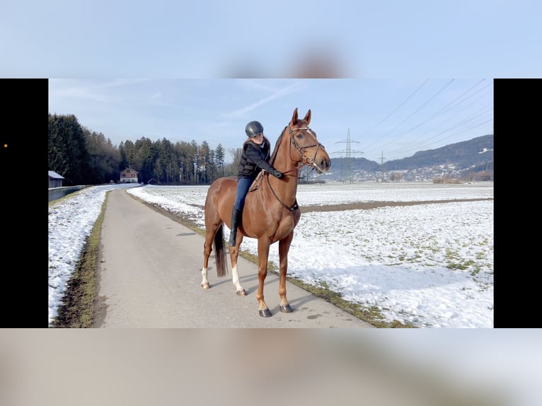 KWPN Gelding 6 years 16,1 hh Chestnut in Schlins