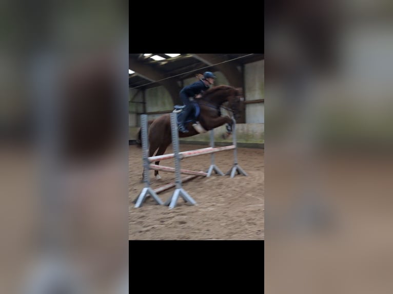 KWPN Gelding 6 years 16,1 hh Chestnut in Messel