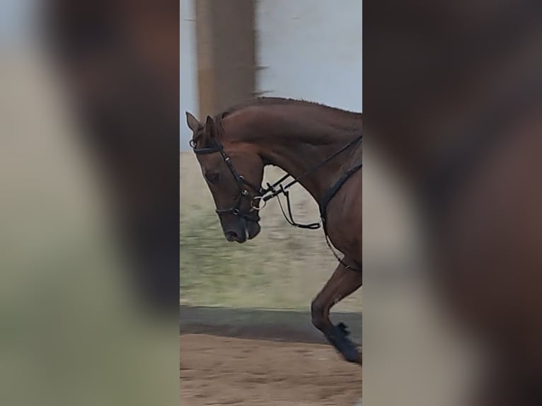 KWPN Gelding 6 years 16,1 hh Chestnut in Messel