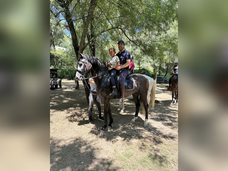 KWPN Gelding 6 years 16,1 hh Gray-Dapple in Sao Pedro de Tomar