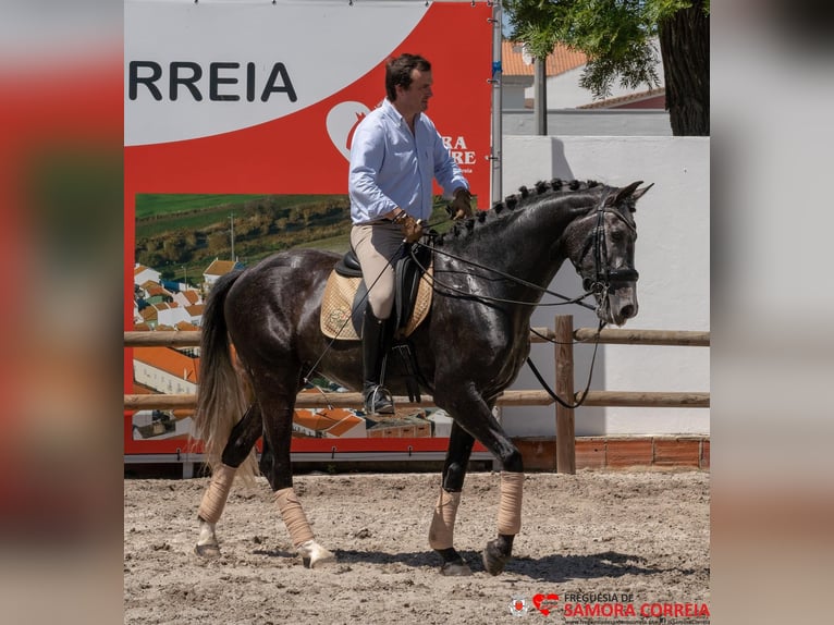 KWPN Gelding 6 years 16,1 hh Gray-Dapple in Sao Pedro de Tomar