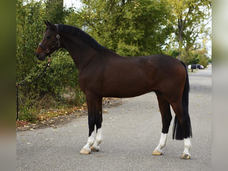 KWPN Gelding 6 years 16.2 hh Bay-Dark in Grieselstein