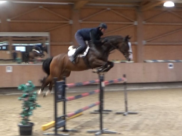 KWPN Gelding 6 years 16.2 hh Bay-Dark in Bad Dürrheim