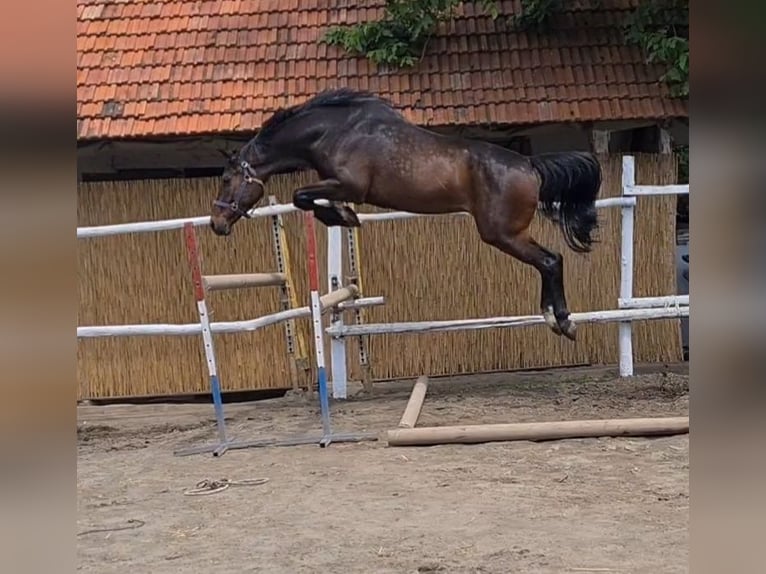 KWPN Gelding 6 years 16,2 hh Bay-Dark in Békéscsaba