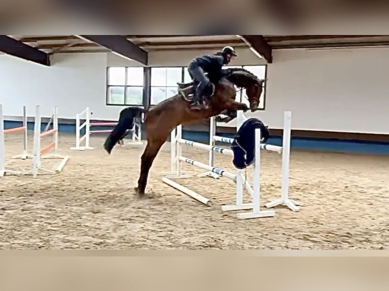 KWPN Gelding 6 years 16.2 hh Bay-Dark in Bremervörde