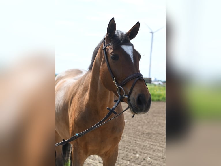 KWPN Gelding 6 years 16.2 hh Bay-Dark in Geilenkirchen