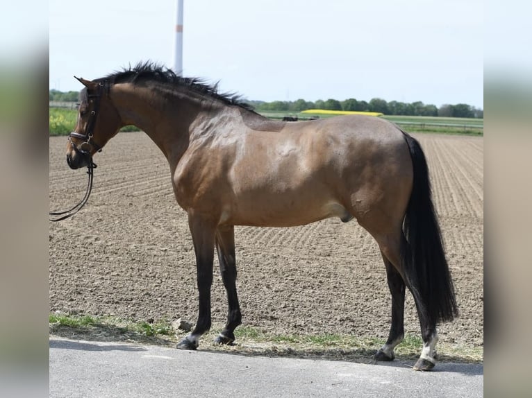 KWPN Gelding 6 years 16.2 hh Bay-Dark in Geilenkirchen