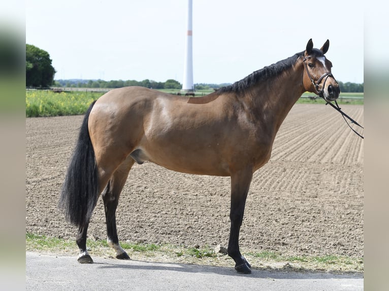 KWPN Gelding 6 years 16.2 hh Bay-Dark in Geilenkirchen
