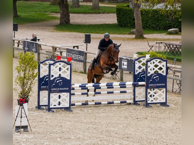 KWPN Gelding 6 years 16.2 hh Bay-Dark in Notre dame d'Estrées