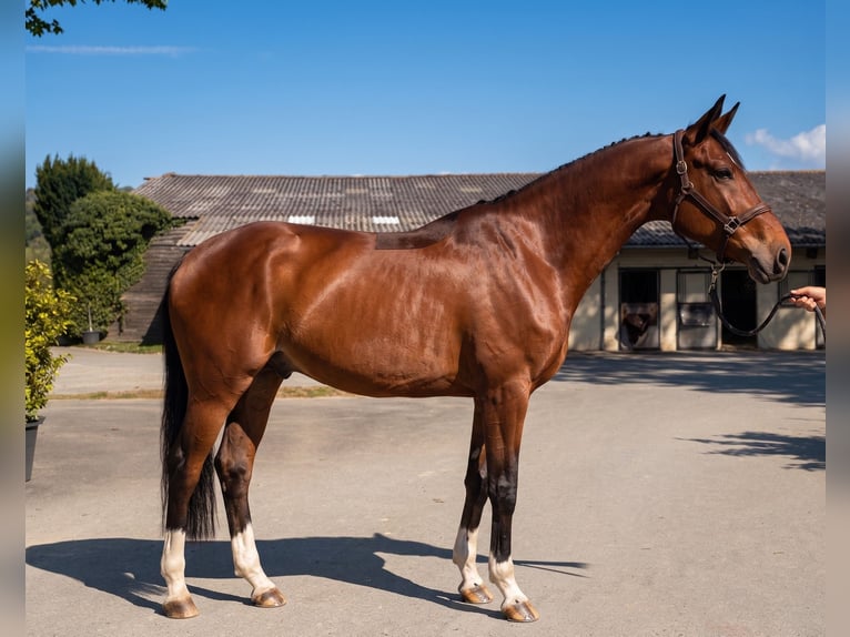 KWPN Gelding 6 years 16.2 hh Bay-Dark in Notre dame d'Estrées