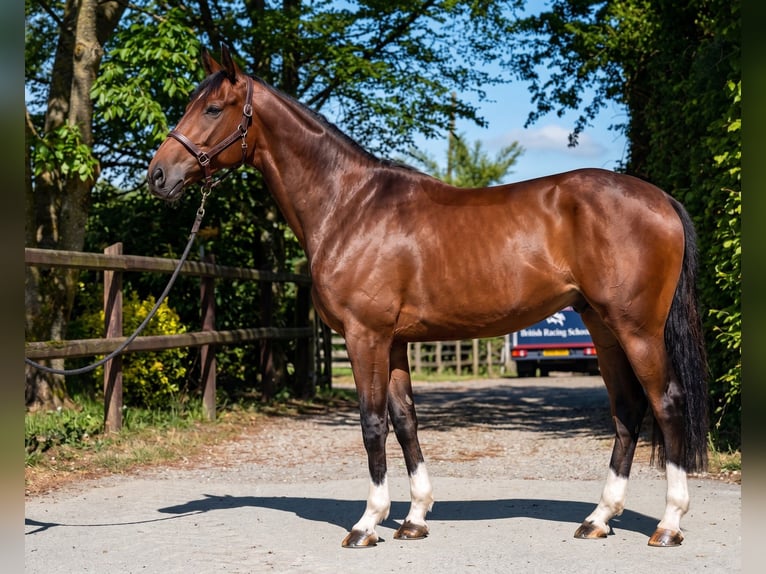 KWPN Gelding 6 years 16.2 hh Bay-Dark in Notre dame d'Estrées