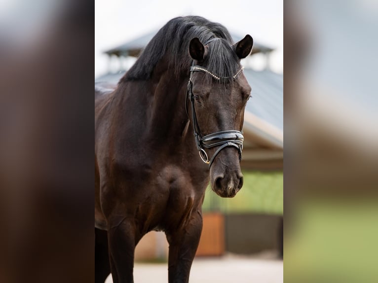 KWPN Gelding 6 years 16.2 hh Black in Bergharen