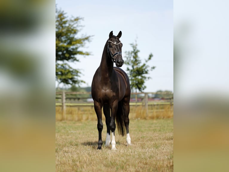 KWPN Gelding 6 years 16.2 hh Black in Diepholz