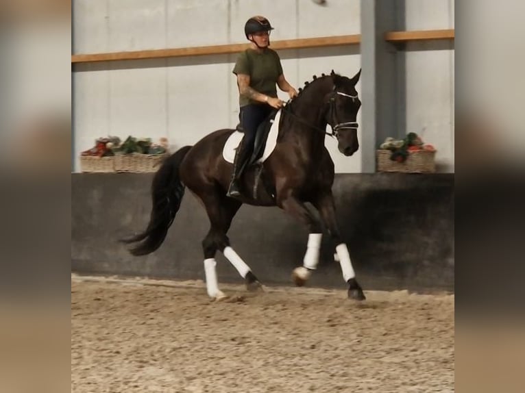 KWPN Gelding 6 years 16.2 hh Black in Kaldenkirchen