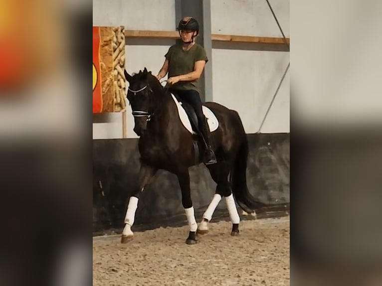 KWPN Gelding 6 years 16.2 hh Black in Kaldenkirchen