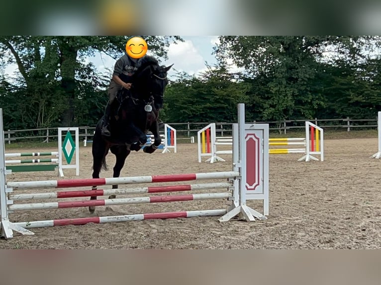 KWPN Gelding 6 years 16,2 hh Black in Delmenhorst