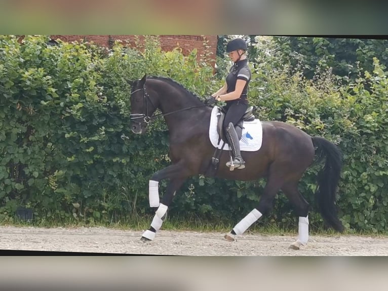 KWPN Gelding 6 years 16,2 hh Black in Delmenhorst