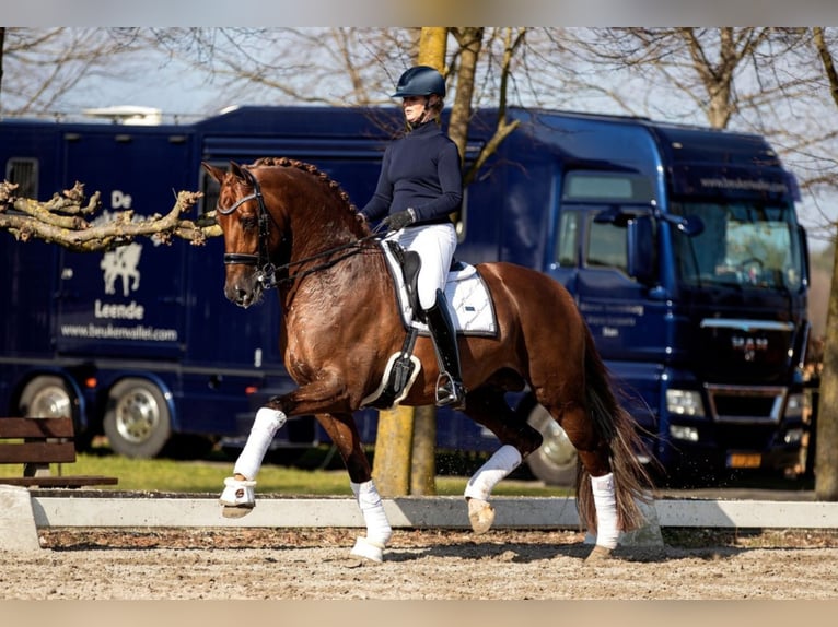 KWPN Gelding 6 years 16,2 hh Brown in Stefanowka