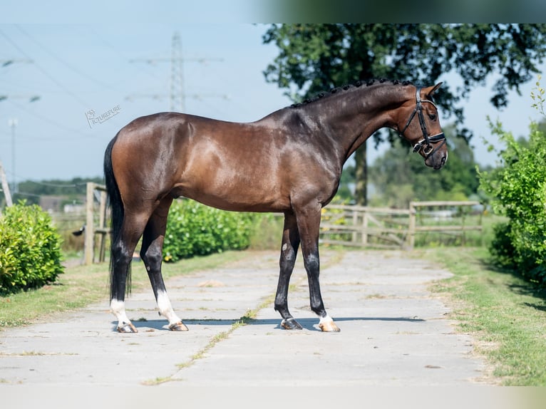 KWPN Gelding 6 years 16,2 hh Brown in Weert