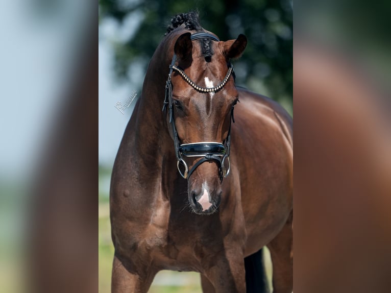 KWPN Gelding 6 years 16,2 hh Brown in Weert