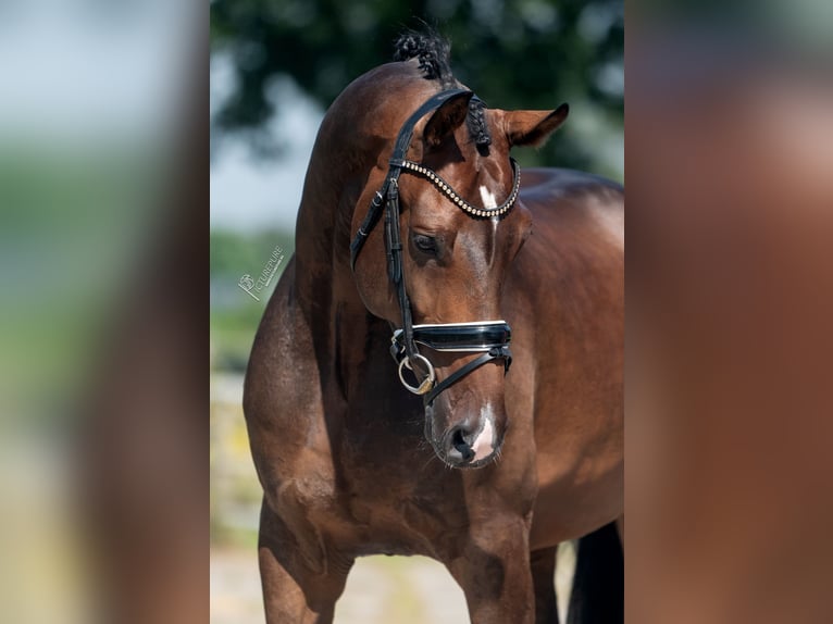 KWPN Gelding 6 years 16,2 hh Brown in Weert