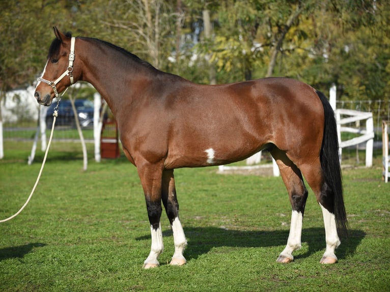 KWPN Gelding 6 years 16,2 hh Brown in Kecskemét