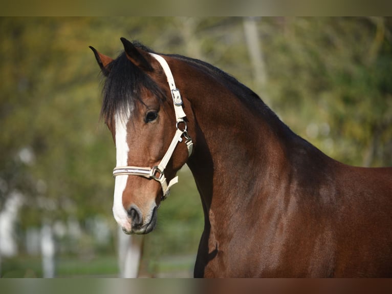 KWPN Gelding 6 years 16,2 hh Brown in Kecskemét