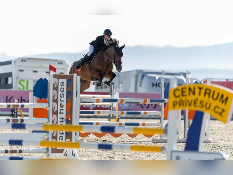 KWPN Gelding 6 years 16.2 hh Brown in Prag