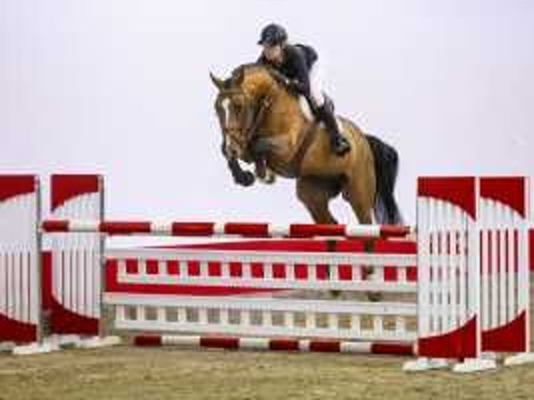 KWPN Gelding 6 years 16,2 hh Brown in Waddinxveen