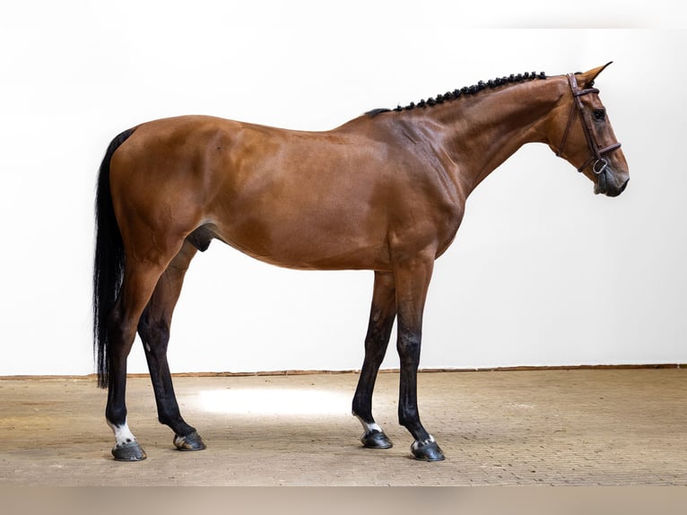 KWPN Gelding 6 years 16.2 hh Brown in Waddinxveen
