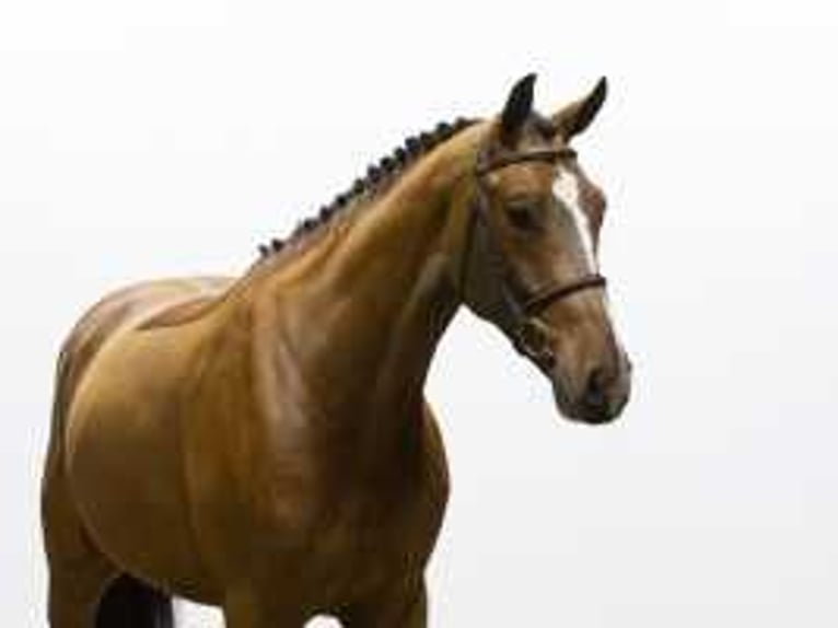 KWPN Gelding 6 years 16,2 hh Brown in Waddinxveen