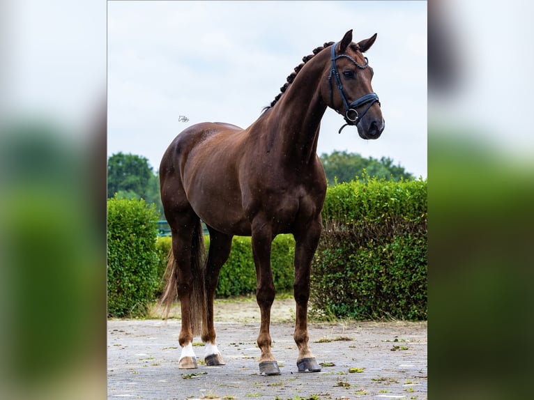 KWPN Gelding 6 years 16,2 hh Chestnut in Schaijk