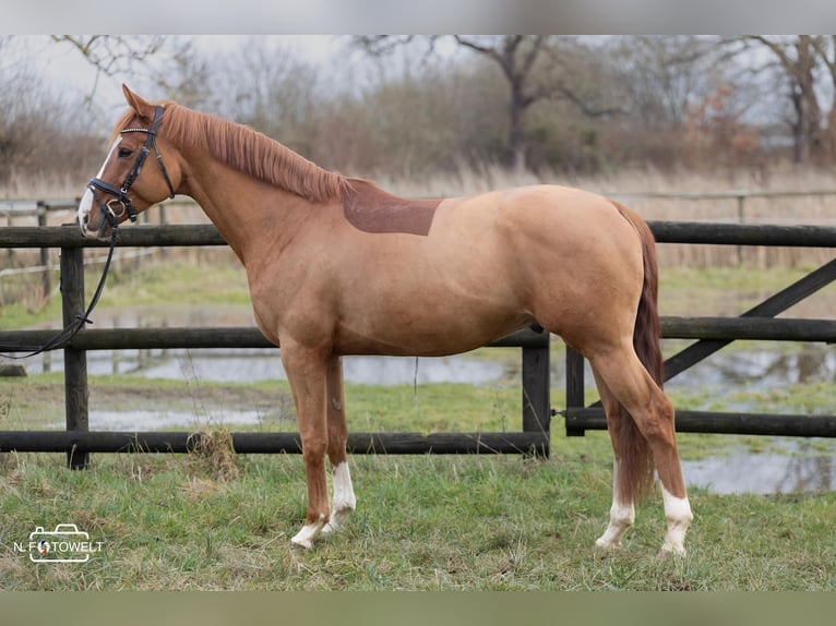 KWPN Gelding 6 years 16,2 hh Chestnut-Red in Darmstadt