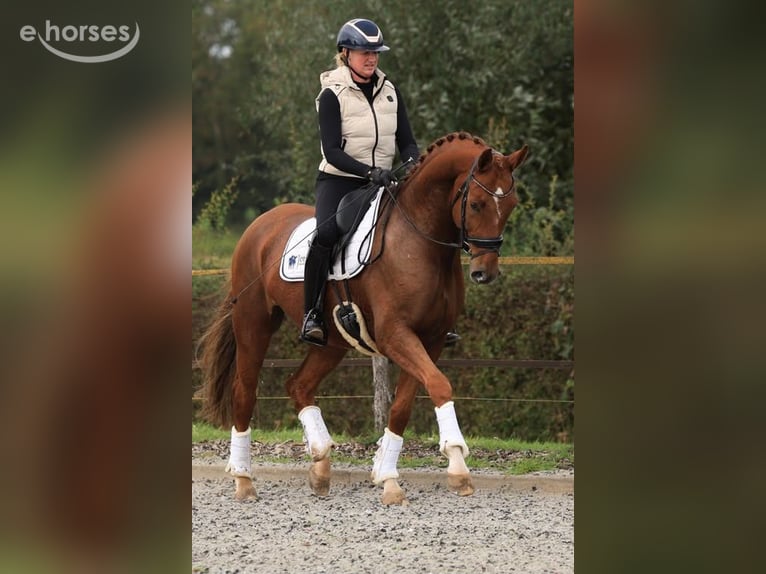 KWPN Gelding 6 years 16.2 hh Chestnut-Red in Raalte