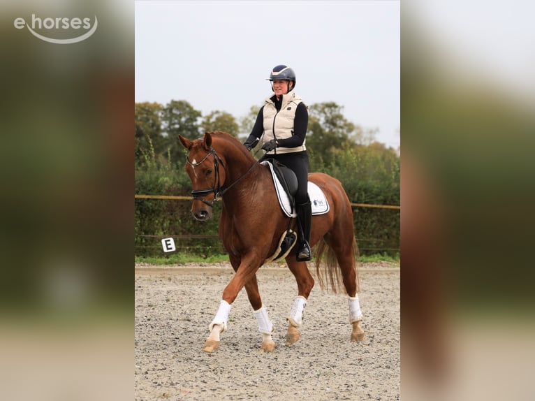 KWPN Gelding 6 years 16.2 hh Chestnut-Red in Raalte