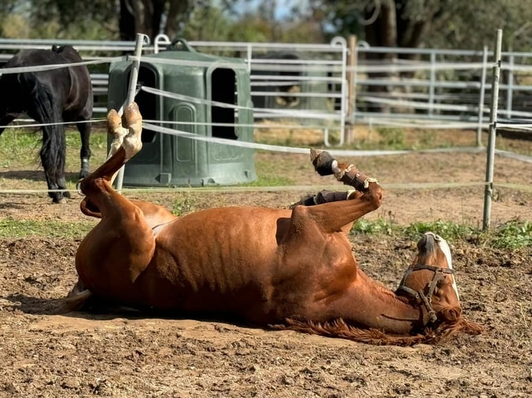 KWPN Gelding 6 years 16,2 hh Chestnut-Red in Darmstadt