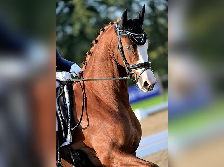 KWPN Gelding 6 years 16,2 hh Chestnut-Red in Ulft