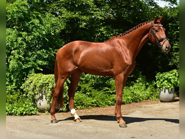 KWPN Gelding 6 years 16,2 hh Chestnut-Red in swifterbant