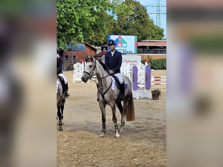KWPN Gelding 6 years 16.2 hh Grey-Fleabitten in Grävenwiesbach