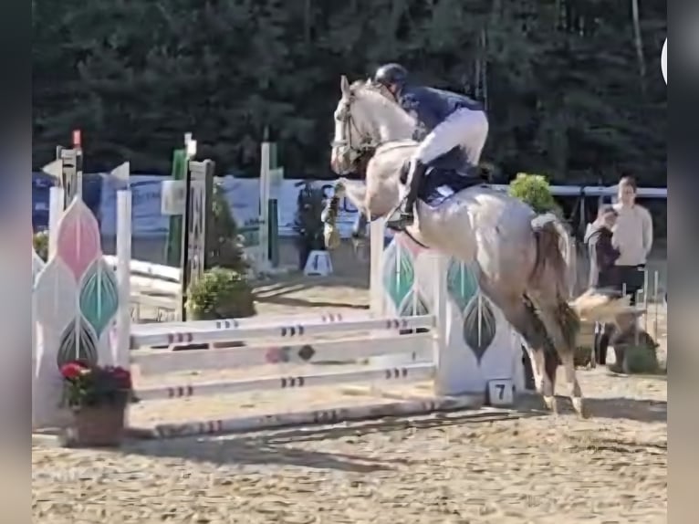 KWPN Gelding 6 years 16.2 hh Grey-Fleabitten in Grävenwiesbach