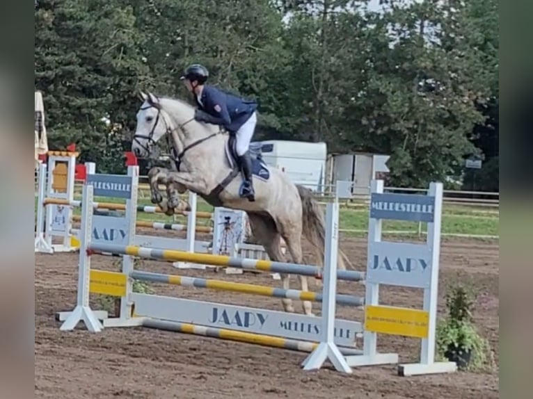 KWPN Gelding 6 years 16.2 hh Grey-Fleabitten in Grävenwiesbach