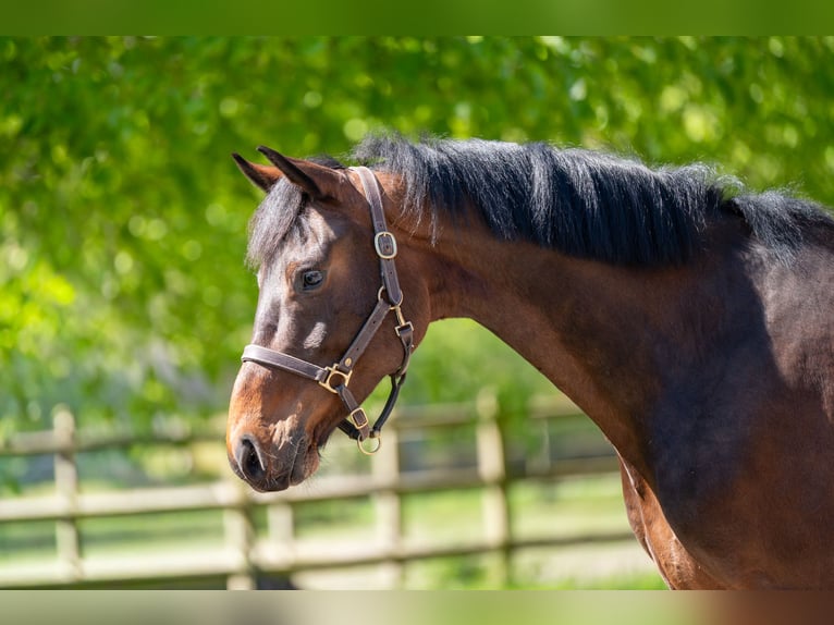 KWPN Gelding 6 years 16.2 hh  in GROTE-BROGEL