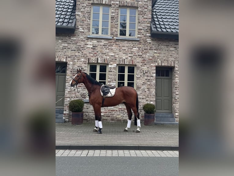 KWPN Gelding 6 years 16,2 hh in Schwalmtal