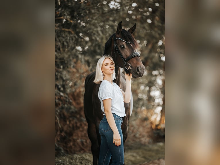 KWPN Gelding 6 years 16.2 hh Smoky-Black in Swisttal