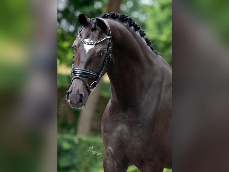 KWPN Gelding 6 years 16.2 hh Smoky-Black in Susteren
