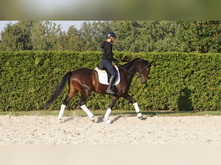 KWPN Gelding 6 years 16,2 hh Smoky-Black in Zakrzów